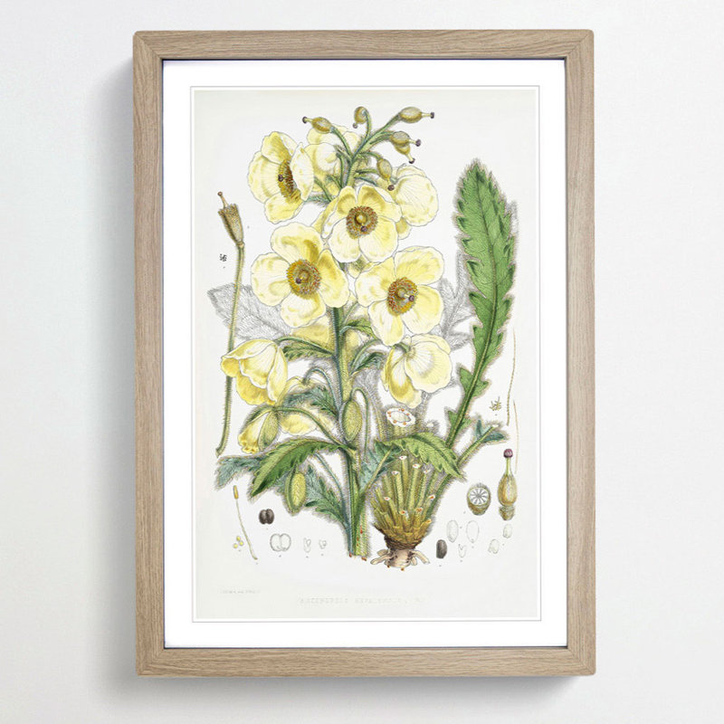 Himalayan Yellow Poppy by W. H. Fitch - Picture Frame Painting Print, 36cm H x 27cm W x 2cm D, Oak Framed
