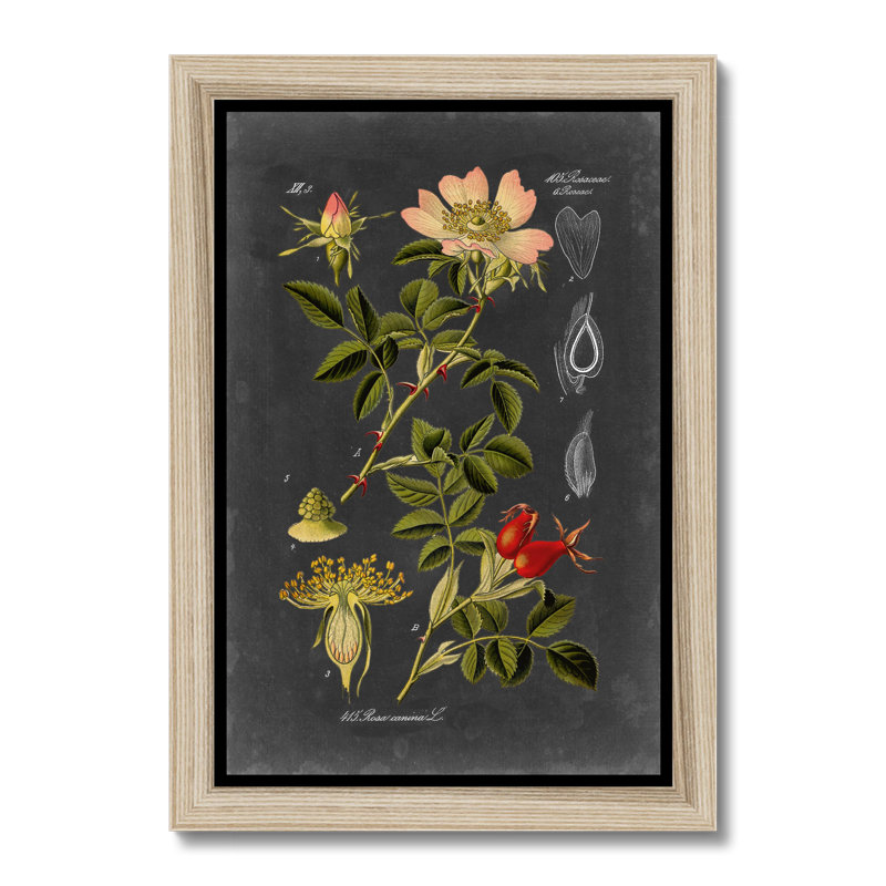 Midnight Botanical I by Vision Studio - Print, 34cm H x 24cm W, Natural Wood Framed Paper Print