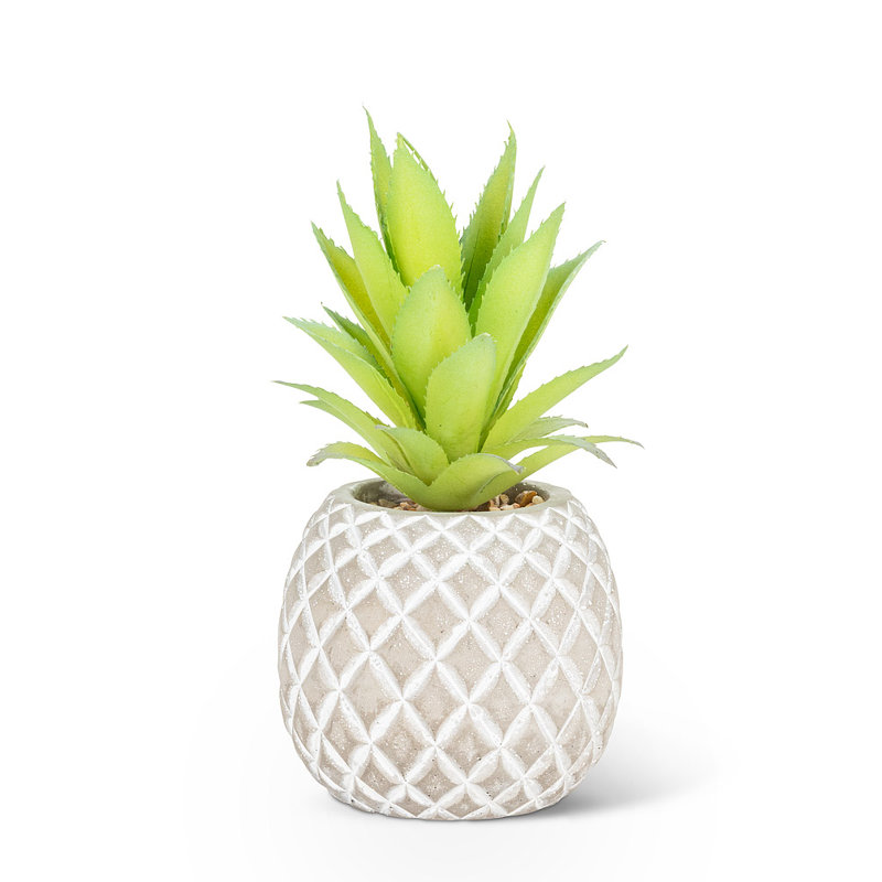 Plante grasse dans une plante ananas