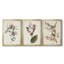 Pl. «160 Carolina Titmouse», ensemble de 3 impressions sur toile encadrées-1895717710-1895717711