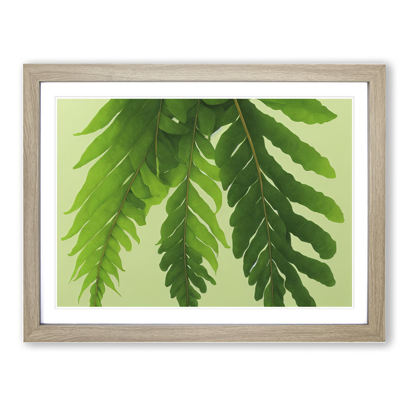 Unusual Fern Leaf - Framed Print, 34cm H x 46cm W x 2cm D, Oak