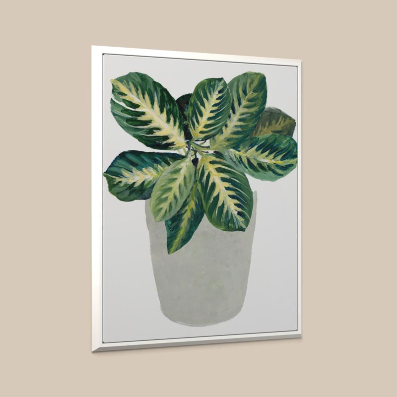 «Prayer Plant II» par Sundance, impression sur toile, H 48 po x l 36 po, Beveled Floating Frame, Blanc