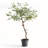 OLIVE TREE DROP-IN 40"
