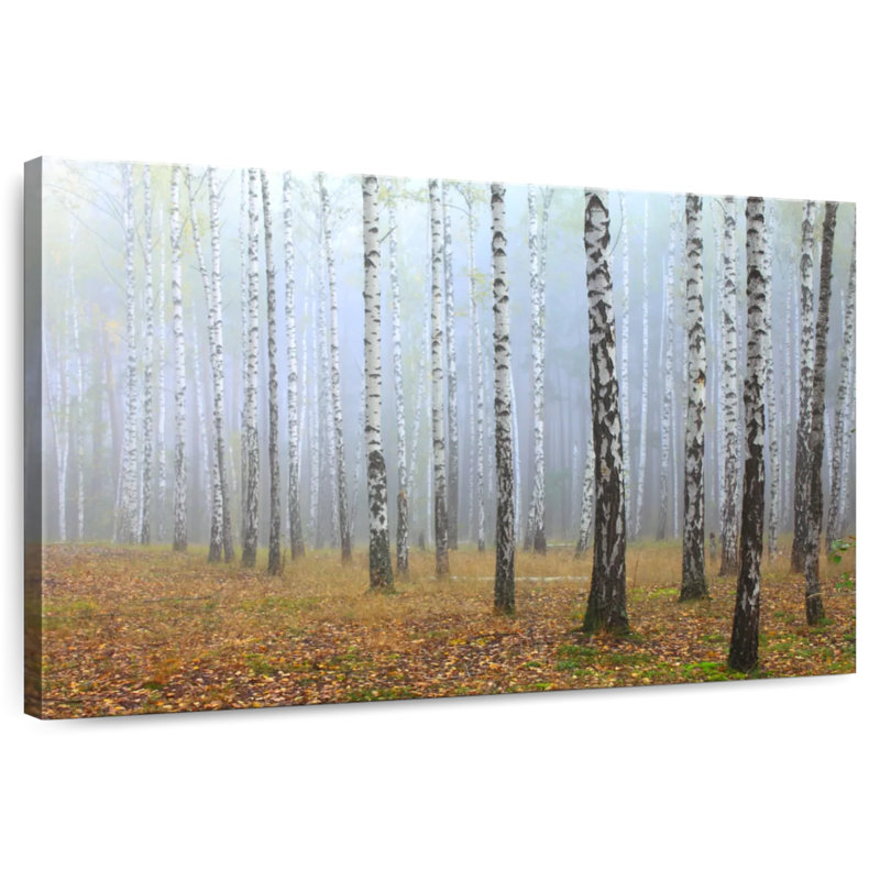 Misty Birch Forest
