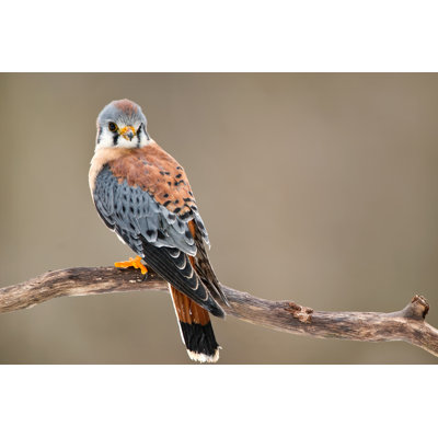 Kestrel Hawk by Mrclark321 - Wrapped Canvas Print