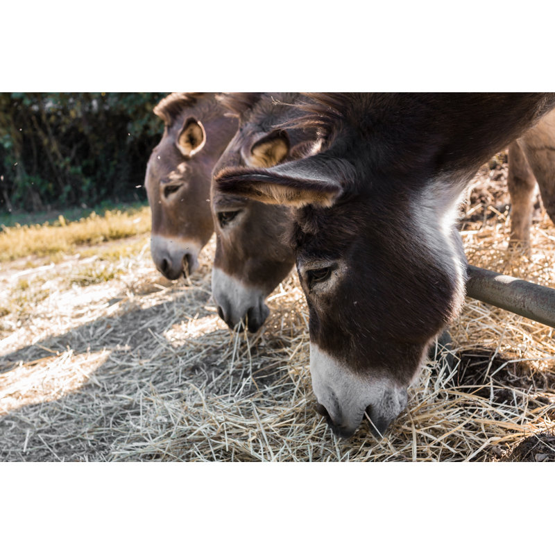 Wingil Three Donkeys by Germi_p - Wrapped Canvas Print, 30cm H x 46cm W x 3.8cm D