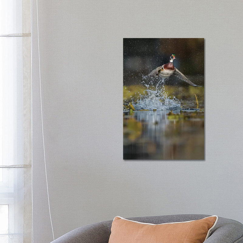 USA, Washington State. Male Wood Duck (Aix Sponsa) Flying From Union Bay In Seattle. by Gary Luhm - Wrapped Canvas Print