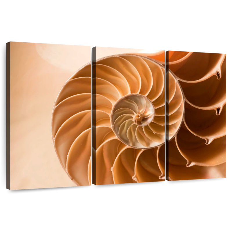 Coque Aletra Nautilus à l'intérieur, H 32 po x l 50 po