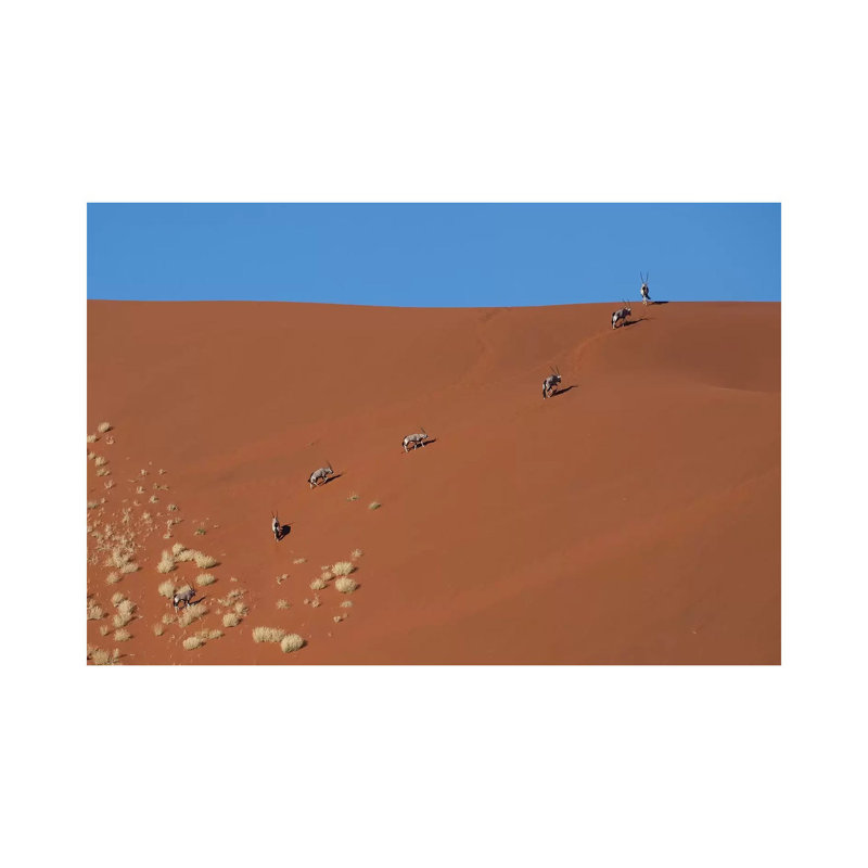Oryxes Crossing Dune by Mogens Trolle - Wrapped Canvas Print, 20.32 cm H x 30.48 cm W