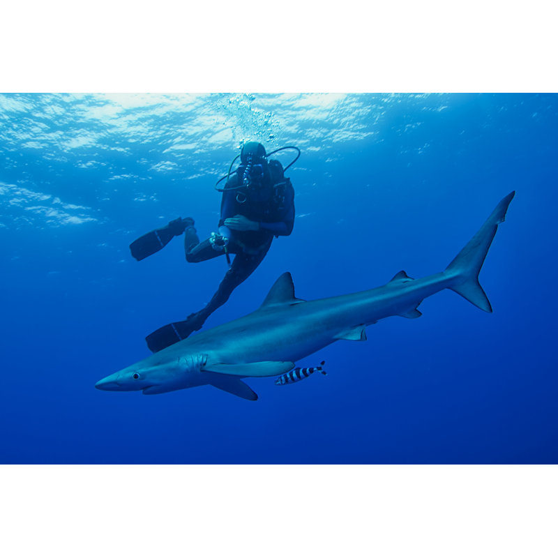 Blue Shark - Wrapped Canvas Print, 51cm H x 76cm W x 3.8cm D