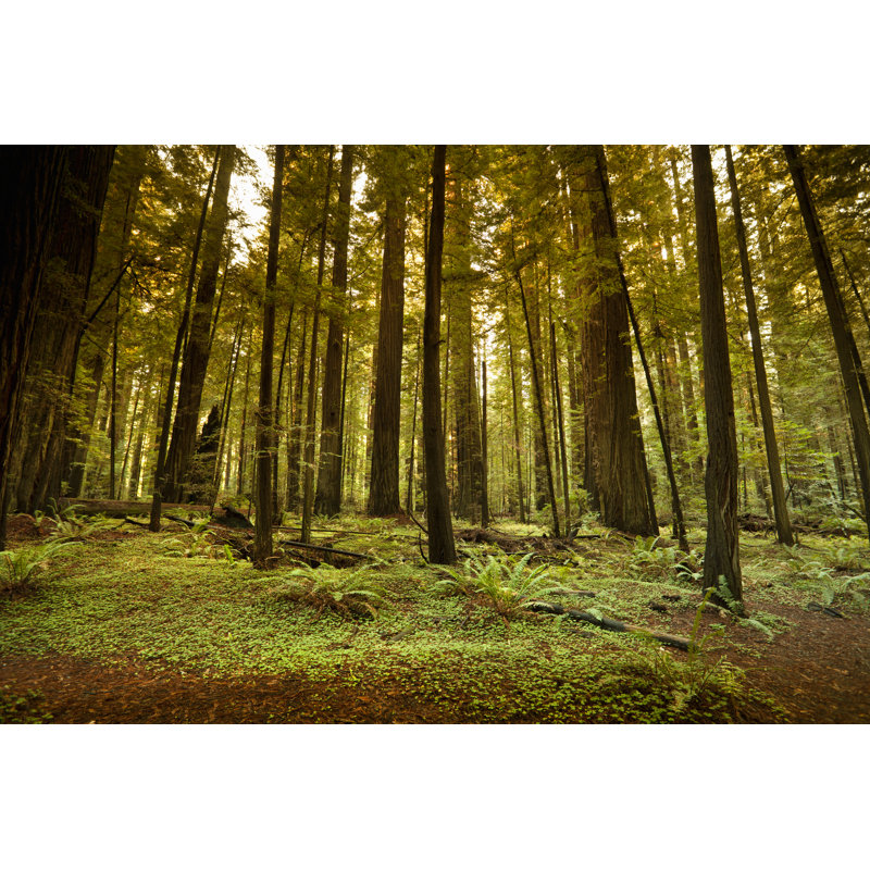 Redwood Trail In Forest by Pgiam - Wrapped Canvas Print, 61cm H x 91cm W x 3.8cm D