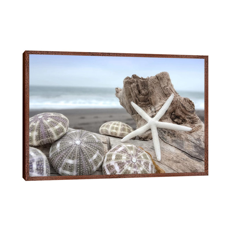 Crescent Beach Shells V by Alan Blaustein - Floater Frame Print on Canvas, Brown Framed, 66.04 cm H x 45.72 cm W