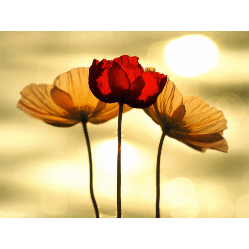 Coquelicots islandais, H 18 po x l 24 po