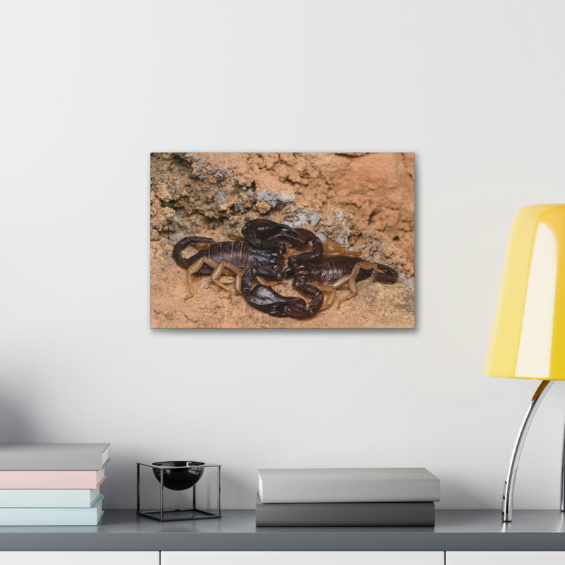Scorpion Couple, Scorpion Couple, impression d'art mural, H 12 po x l 18 po