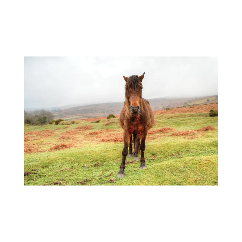 Stare Down by David Gardiner - Print on Canvas, 66.04 cm H x 45.72 cm W x 3.175 cm D, Wrapped Canvas