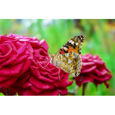 Figuroa, beau papillon sur une photographie sur toile