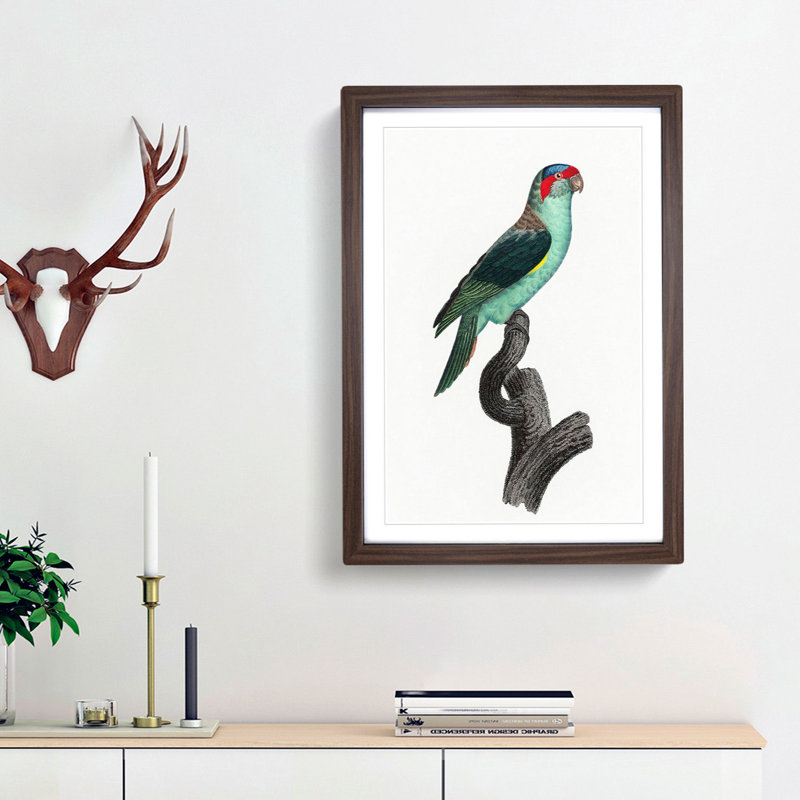 A Musk Lorikeet by F. Levaillant - Framed Print, 33cm H x 24cm W x 2cm D, Walnut Framed