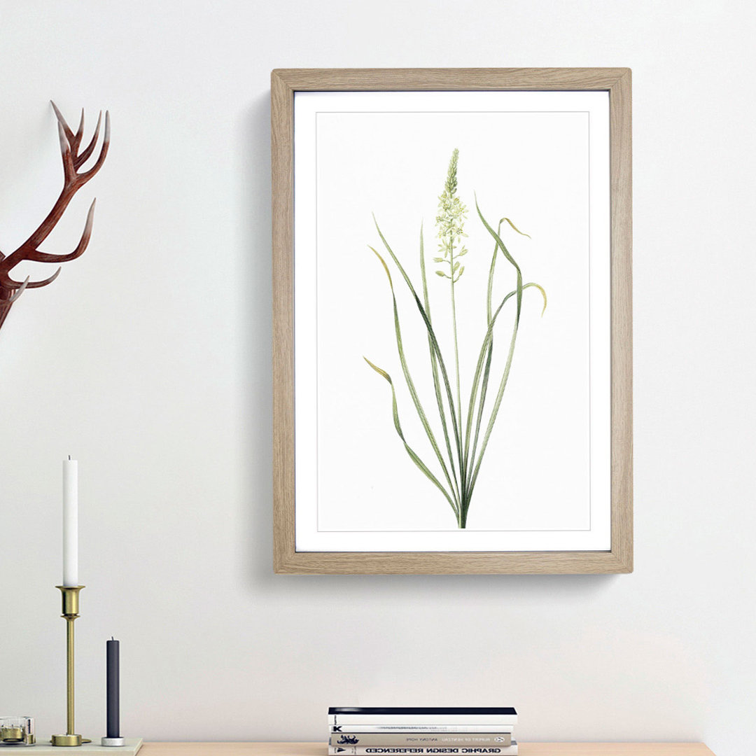 Wild Asparagus Flowers by Pierre-Joseph Redoute - Framed Print