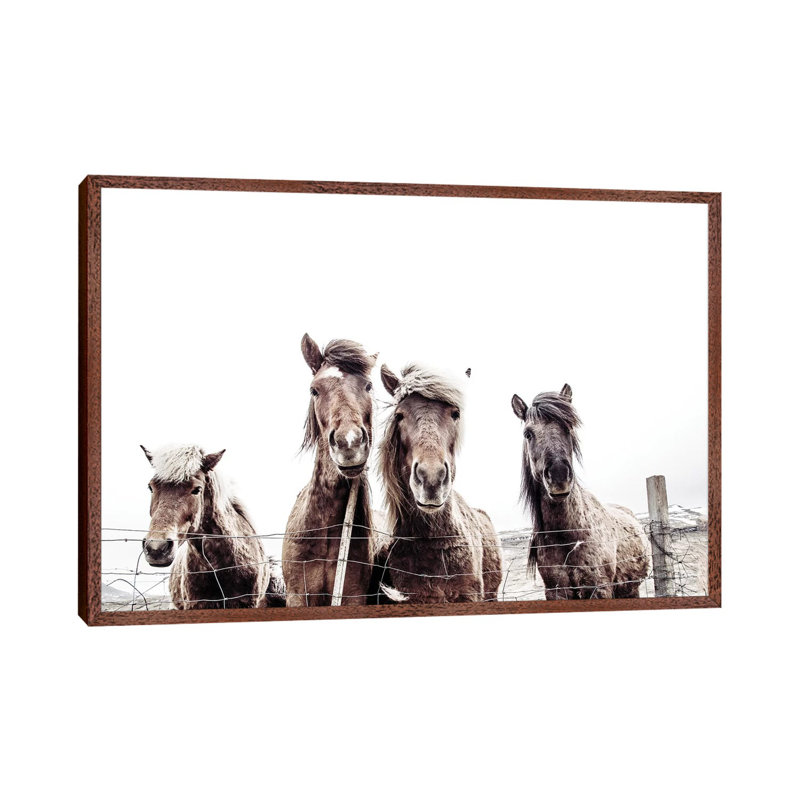 Iceland Horses Faxi And Fifi by Monika Strigel - Print on Canvas, 101.6 cm H x 66.04 cm W, Classic Brown Wood Framed