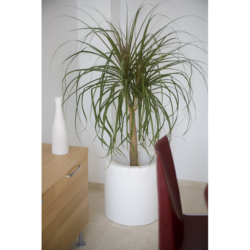 Cilindro Resin Pot Planter, 35.5" H x 23.5" W x 23.5" D, Anthracite