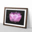 Lilac Pink Tulip Flower Paint Splash - Picture Frame Graphic Art-56865480-56865481