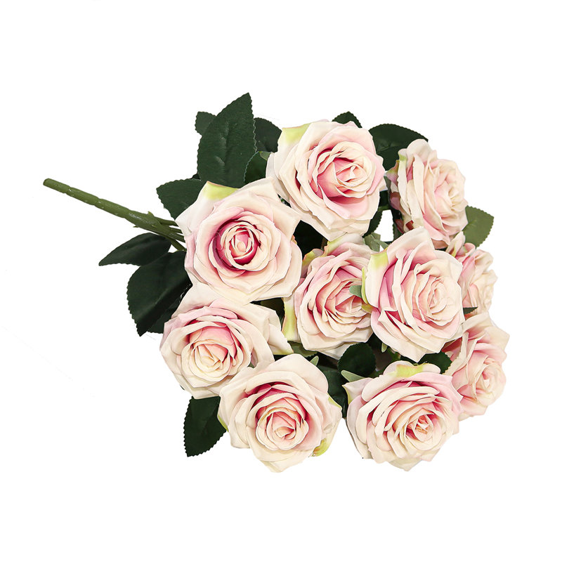 Grand rosier Jaafer Deluxe, Ivoire rose