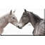Gentle Herd - Photographie sur toile tendue-88069069