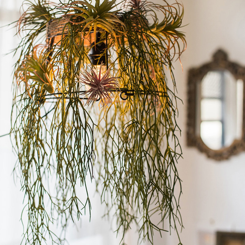 Plante usnea artificielle, Cinq tiges