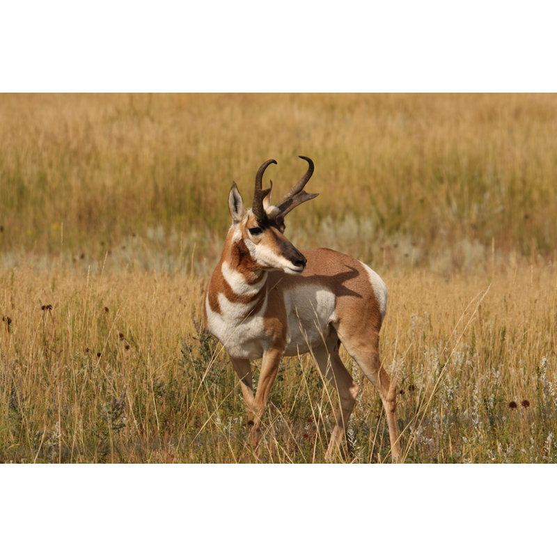 " Pronghorn " by Srcromer, 12'' W x 8'' H