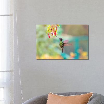 Central America, Costa Rica. Male Talamanca Hummingbird Feeding. by Jaynes Gallery - Wrapped Canvas Gallery-Wrapped Canvas Giclée