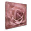 «Misty Rose Pink Rose» par Cora Niele - reproduction de photo sur toile-31106336