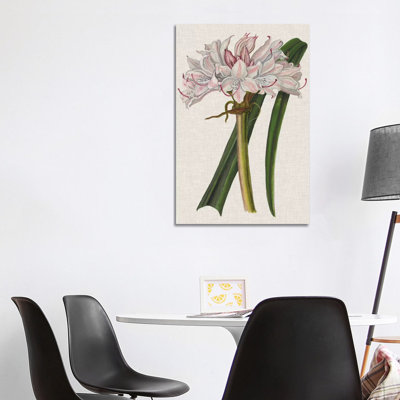 Crinium Lily I by Naomi McCavitt - Wrapped Canvas Gallery-Wrapped Canvas Giclée