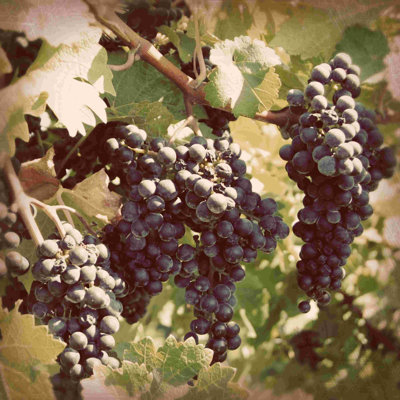 Vignes rétro I