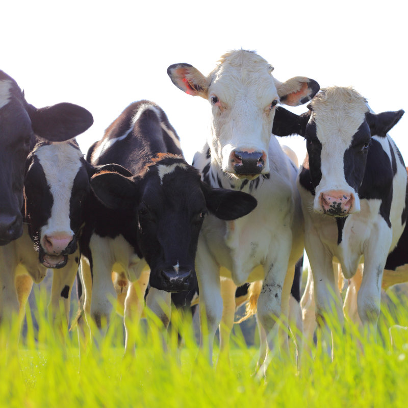 Holstein Dairy Cows by Tilo - Wrapped Canvas Print, 91cm H x 91cm W