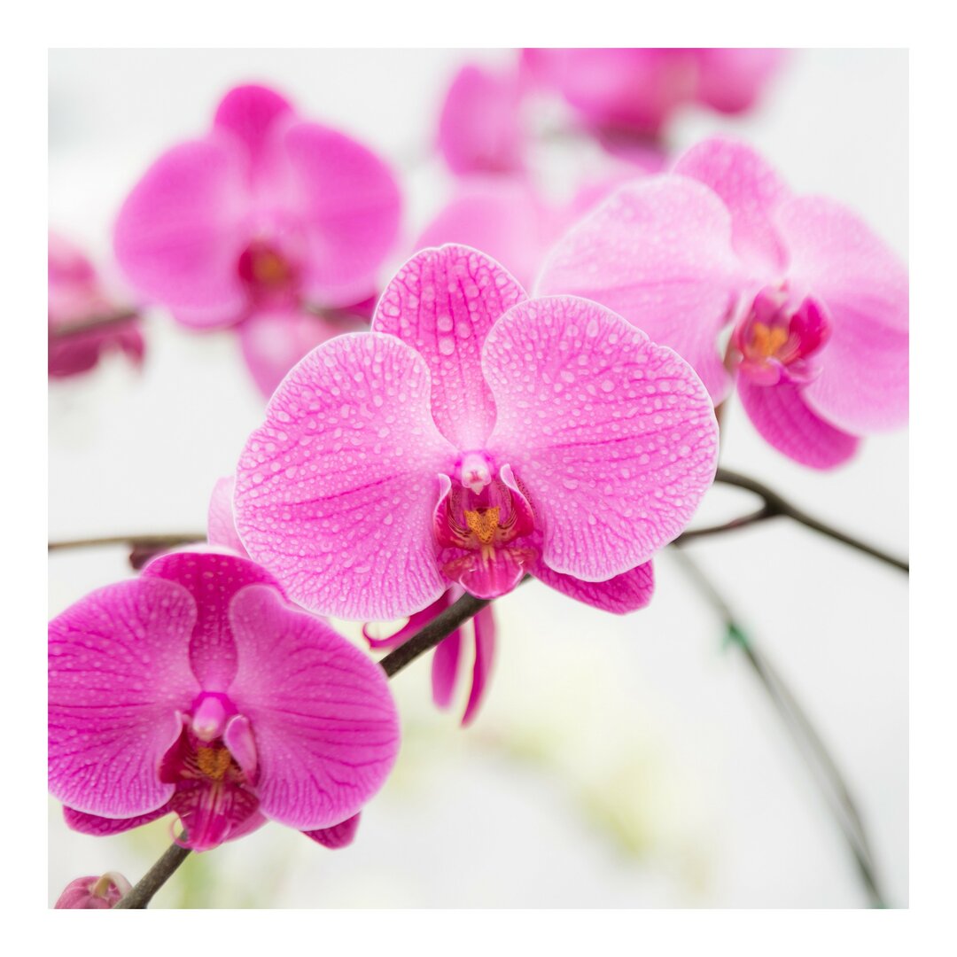 Halbglänzende Tapete Nahaufnahme Orchidee