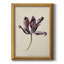 «Antique Tulip Study IV», toile encadrée de qualité supérieure - prête à être accrochée-940902898