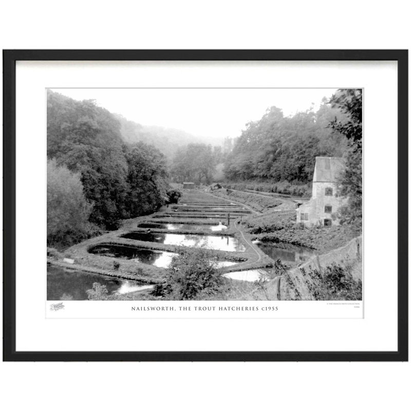 Nailsworth, The Trout Hatcheries C1955 by Francis Frith - Single Picture Frame Print, 45cm H x 60cm W x 2.3cm D