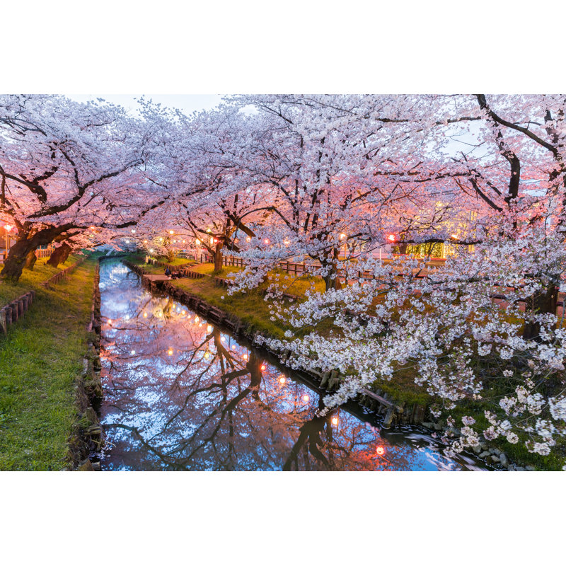 Willowdale Cherry Blossom - Wrapped Canvas Print, 61cm H x 91cm W x 3.8cm D