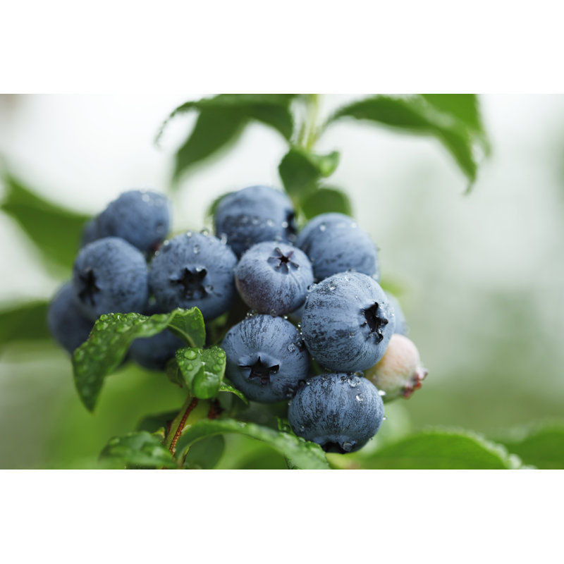 Bleuets - photographie sur toile tendue, H 8 po x l 12 po