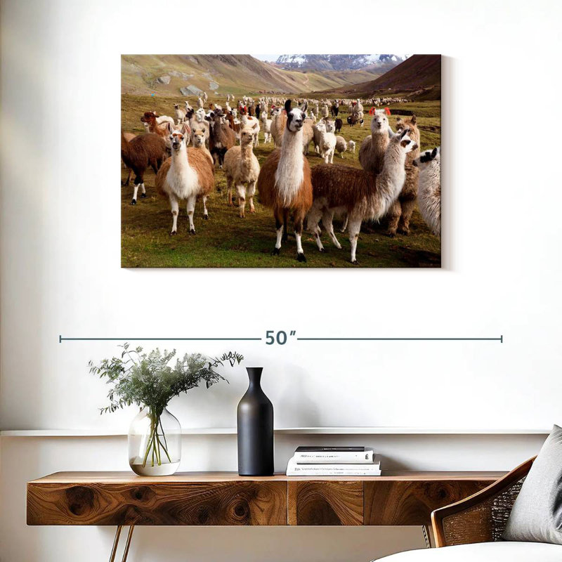 Brampt Llamas And Alpacas, 24" H x 36" W