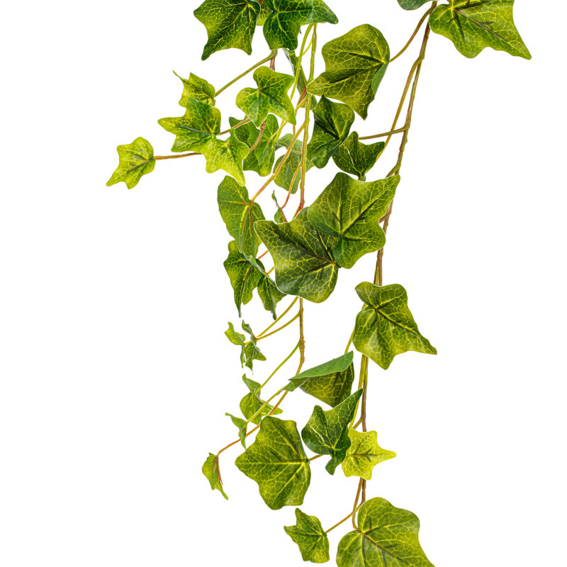 Ivy Bush