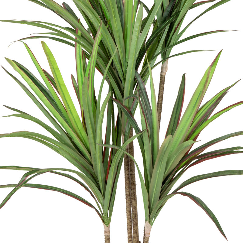 Plante verte 5,5 'Dracaena Marginata