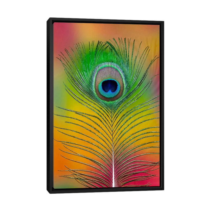 « single masculin peacock tail plumes », impression sur toile, H 26 po x l 18 po x P 1,5 po, Toile avec cadre noir