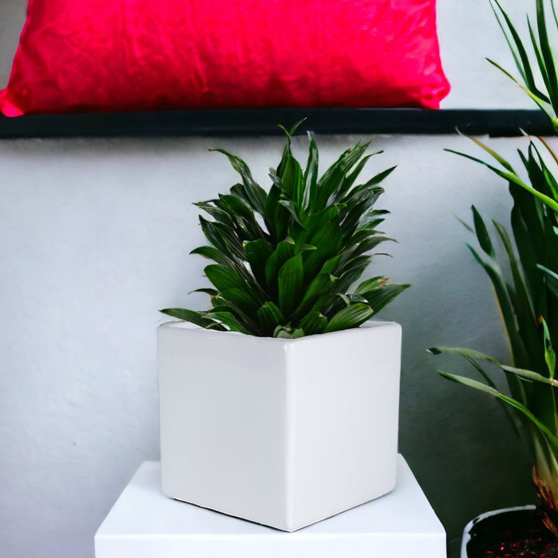 Boîte à fleurs carrée en céramique Lonsdale, H 8 po x l 8 po x P 8 po, Blanc brillant