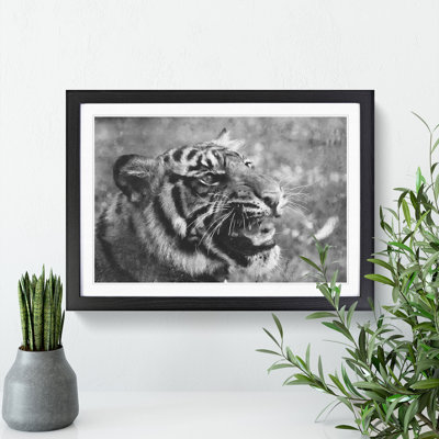 Tiger Vol.4 - Picture Frame Graphic Art