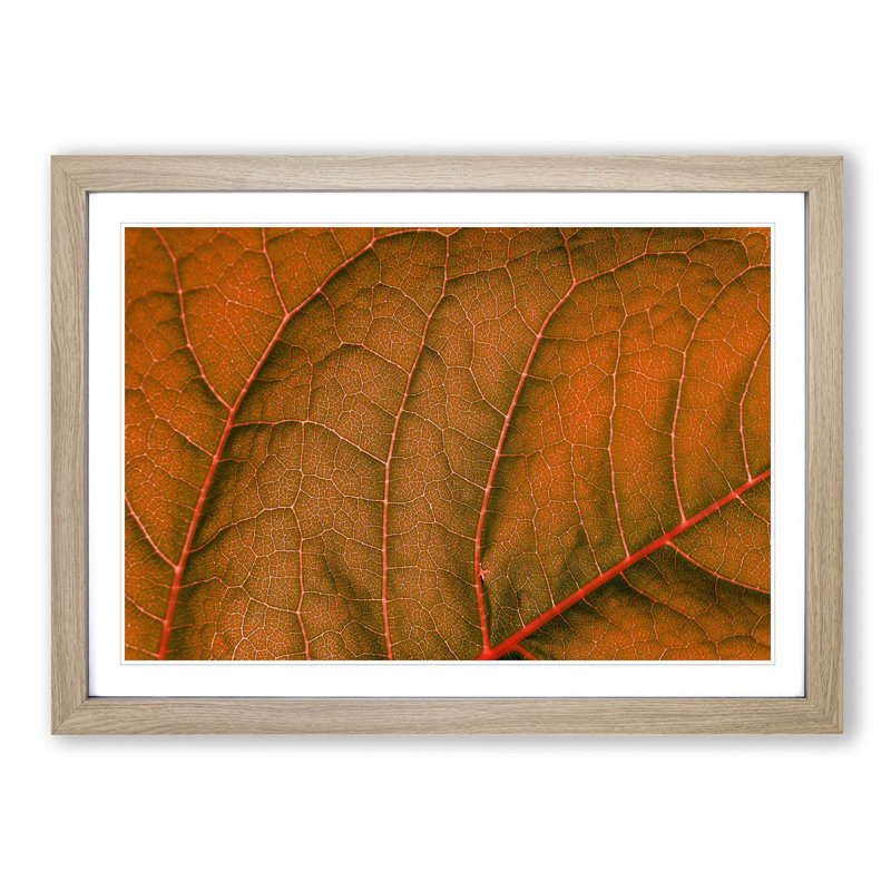 Leaf Veins - Picture Frame Photograph Print, 48cm H x 65cm W x 2cm D, Oak Framed