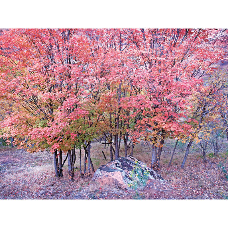 Érable d'automne dans le parc national de Zion par Bruce Heinemann - photographie, Toile tendue, Pas de tapis, 30" H x 40" W