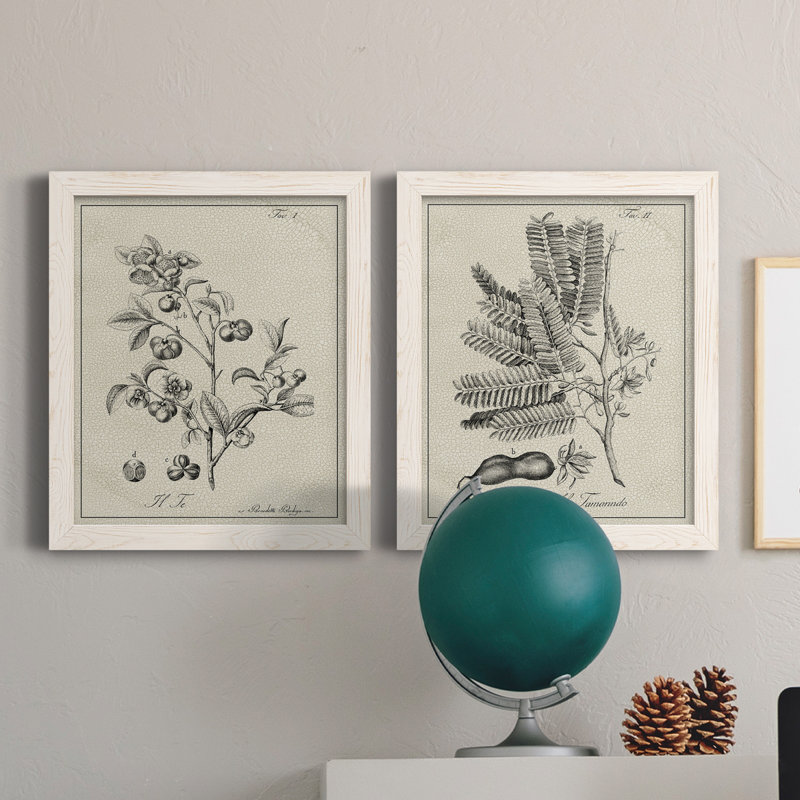 «Antique Black and White Botanical IV», ensemble de 2 reproductions d'art sur toile, H 24 po x l 36 po x P 1,5 po