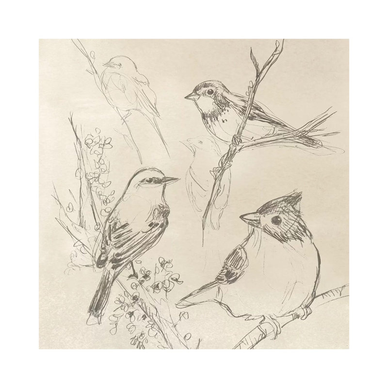 Vintage Songbird Sketch I by June Erica Vess - Wrapped Canvas Print, 66.04 cm H x 66.04 cm W x 3.175 cm D