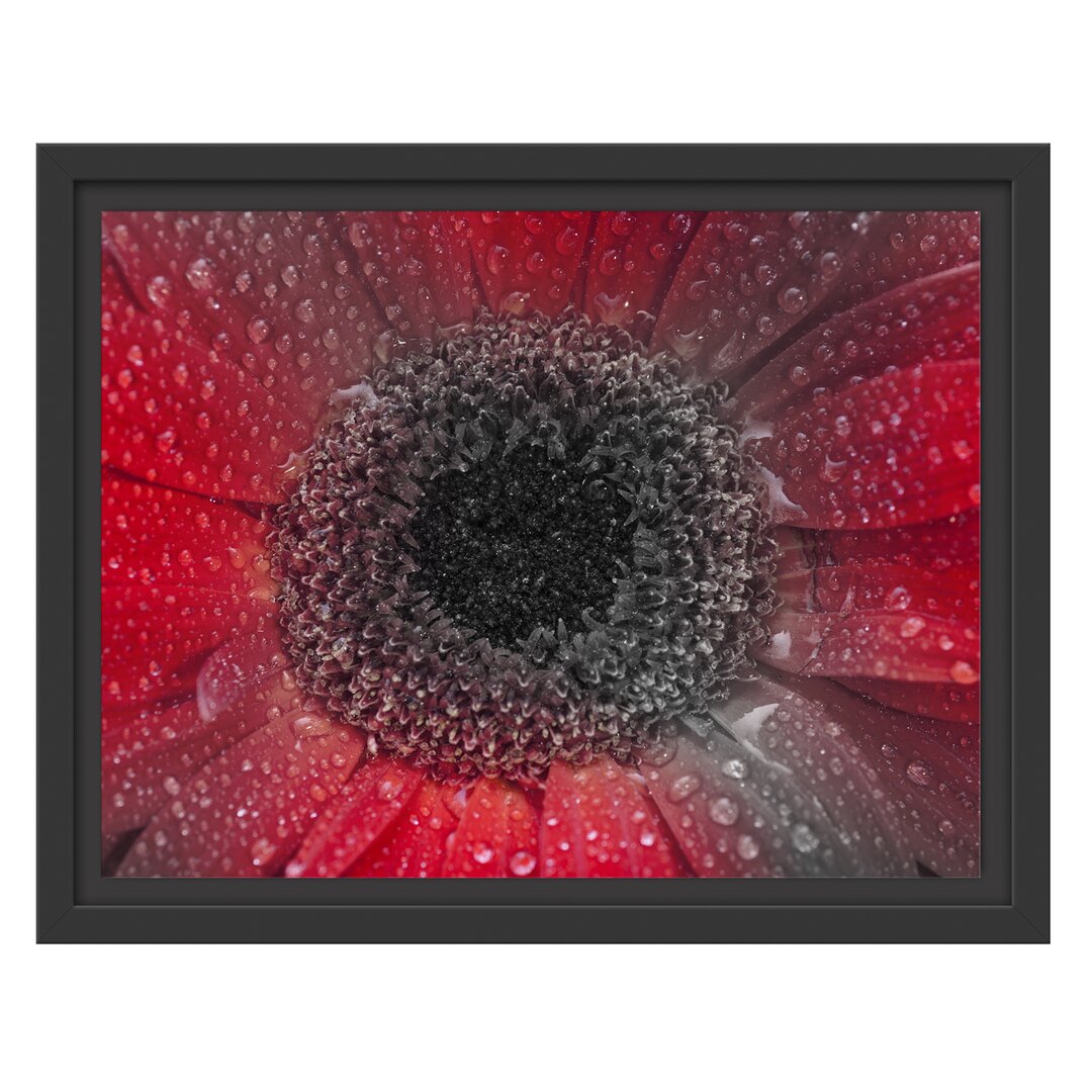 Gerahmtes Wandbild Rote Gerbera mit Wassertropfen